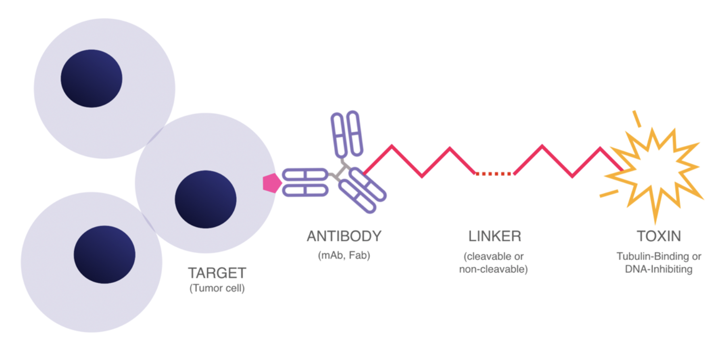 Taking Aim With Antibody Drug Conjugates 3283